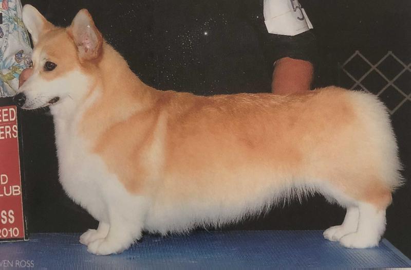 CH Byendebrok Madam Butterfly