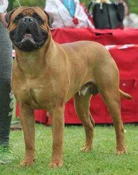 Ch CZ DRACO PUMA-BULL