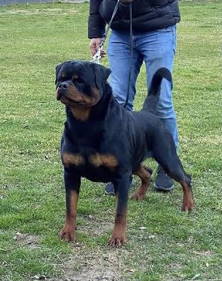 John Rambo von der Alten Festung