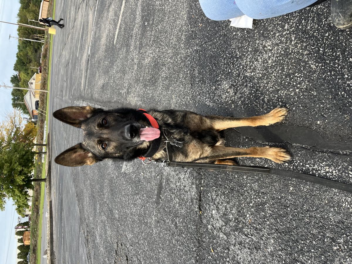 Bailey Von Auric De Bonilla