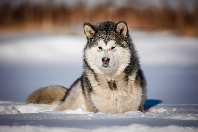 World Glory Orhideya