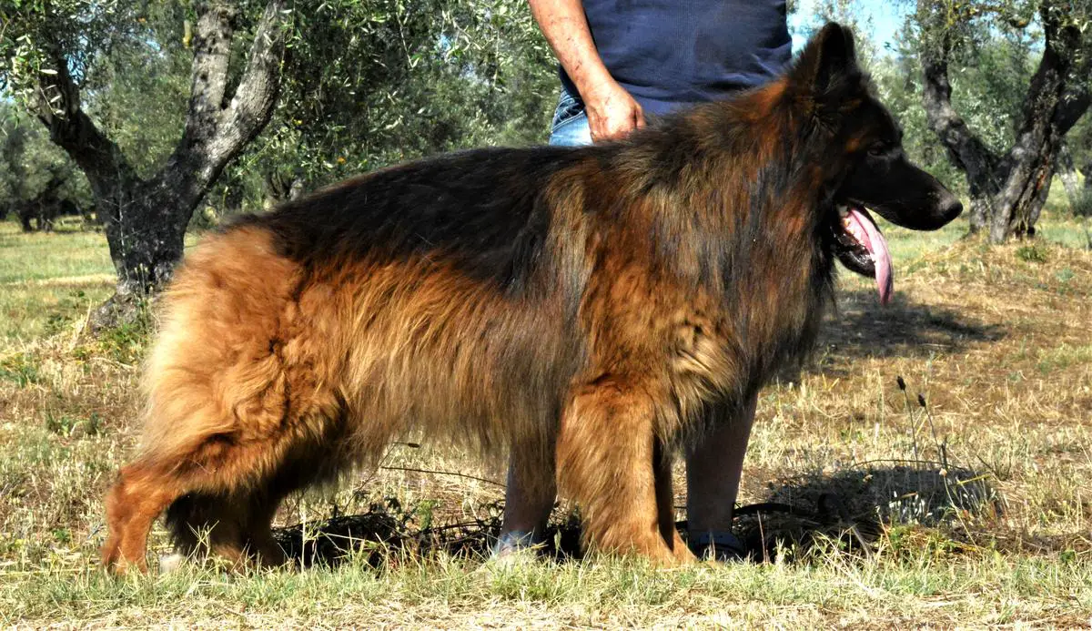 V Obi Wan Kenobi di Casa Ralli