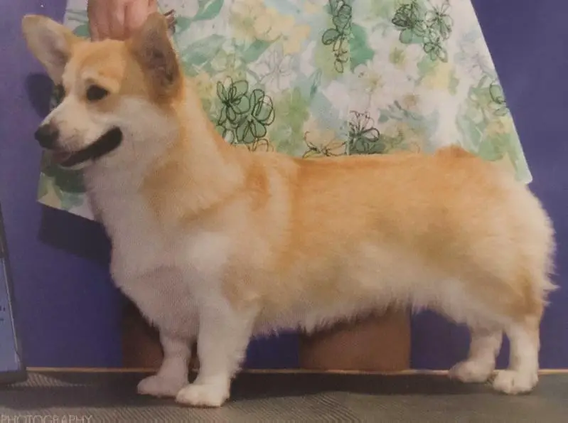 Honeyfox Don't Eat The Daisies