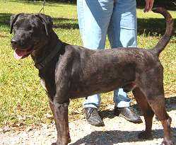 GRCH Abney's King Augustus