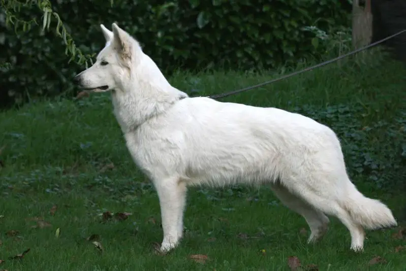 Donna of White Friends