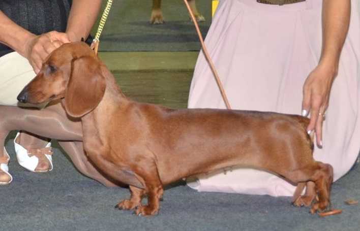 WW 2014 Helsinki, CIB, ROJCH, I&R&LCH Zoldachs Jolly Joker