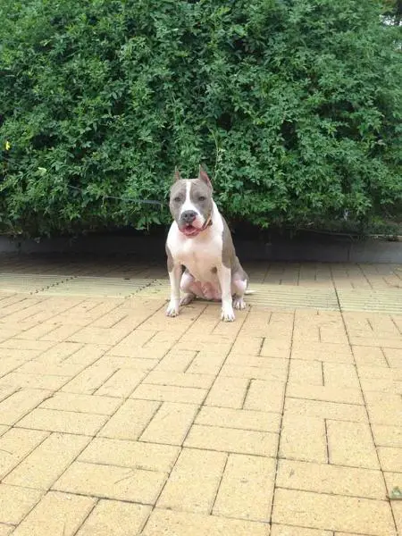 IMPERIA LIFE STEFFANY