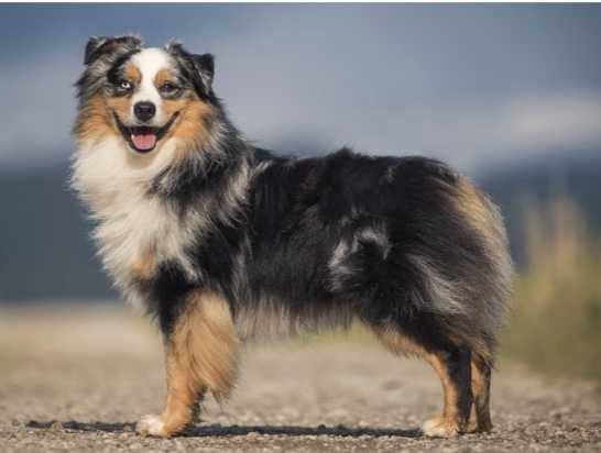 Timberline Good Cents At Demis