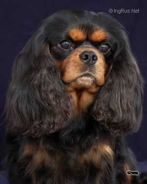 RACOON MAN OF FAIRYTALE CASTLE