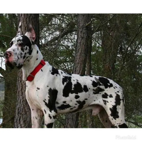 SKDS Kingdom of Solus