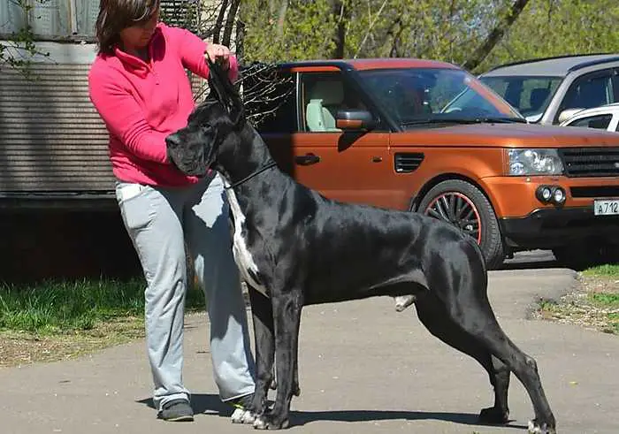 CH Hors Sham Godolphin Des Petites Verhieres