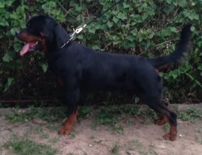 CC. BIS. Von Kams kylo Ren