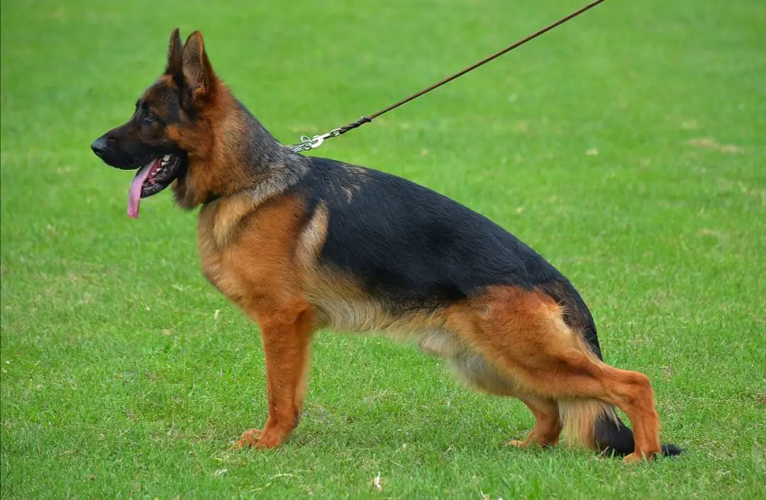 Ballack Aleboma Prime