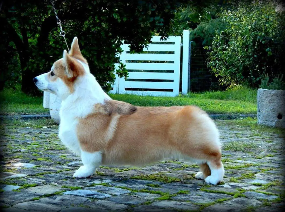 Dragonjoy Kissed By The Moon