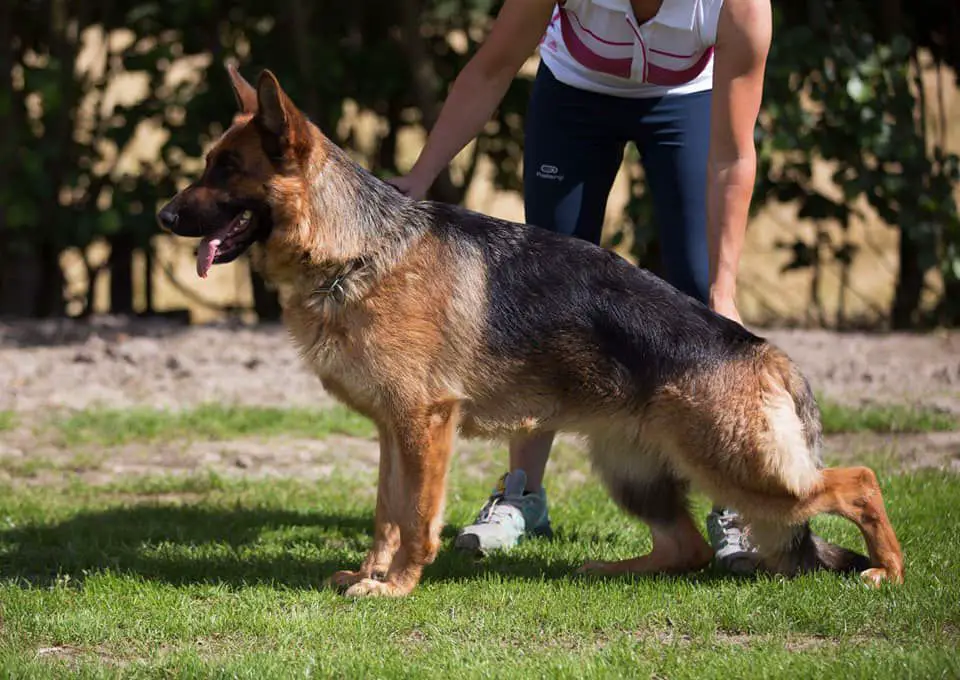 CAC, CACIB, vítěz třídy, V Pepper vom Bierstadter Hof