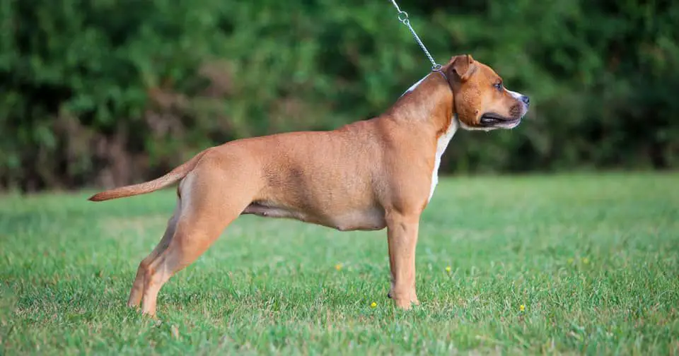 Mila-lee De La Maison D'este