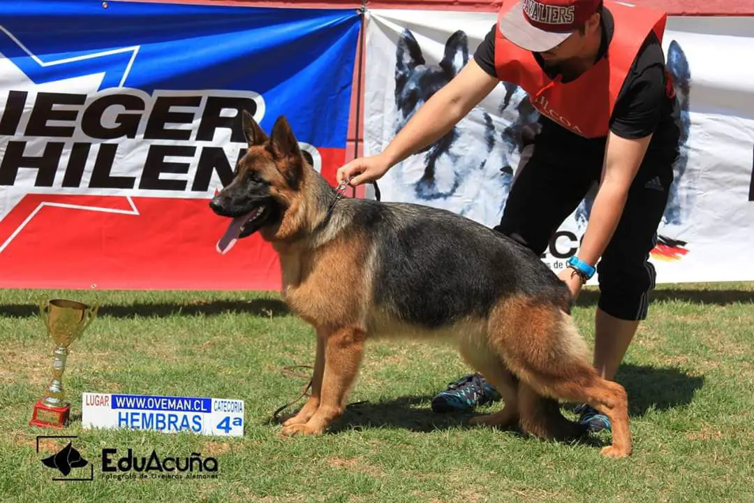 SG4 2018 HEDA SCHATTEN VON HUNDEN