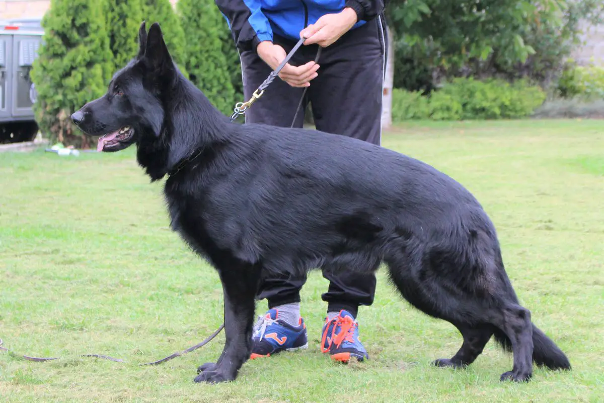 SANCHEZ Mavic Poland