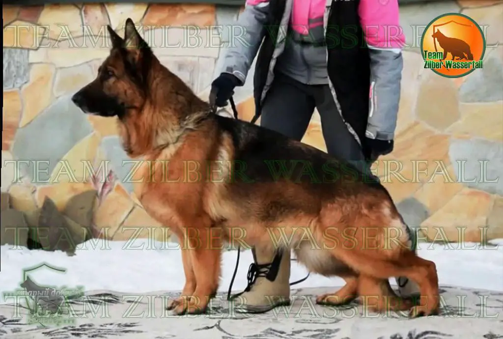 OKD-1 Team Zilber Wasserfall NIKITA