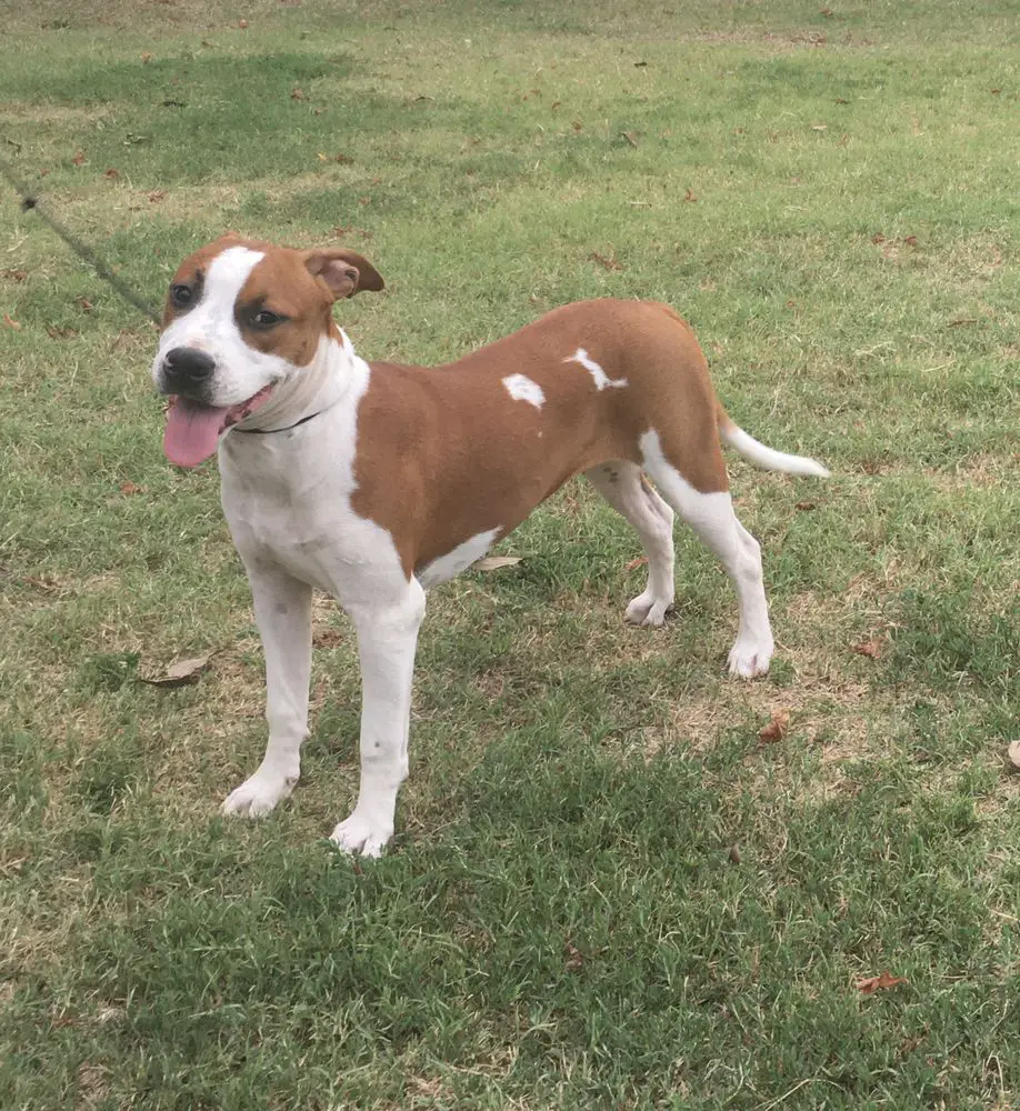 De Paco XZ Most Wanted Lady