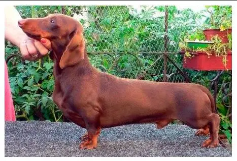 RUSCH,UKRCH GLAMUR GIFT DACHSHAUS