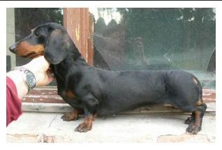 CIPHER CONFETTI DACHSHAUS