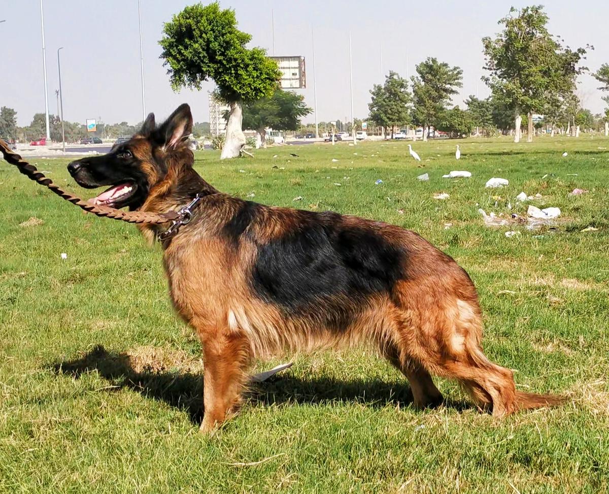Vani Vom Cairo