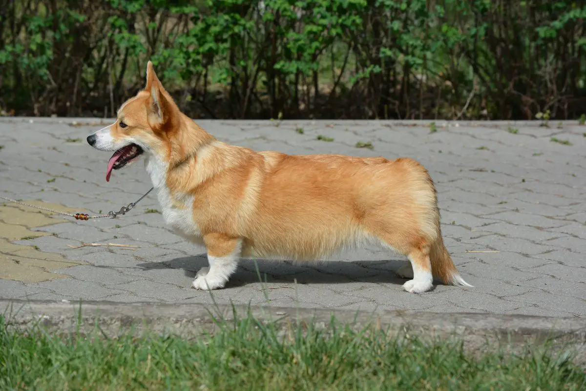 Born To Be Your Anastasia