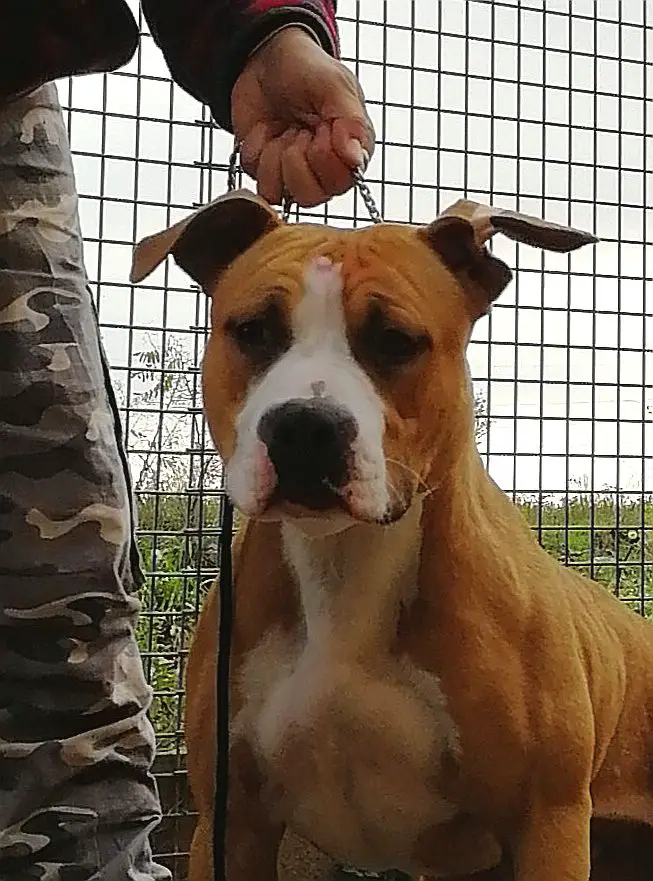 Amstaff Style Expertoclass Morning Star