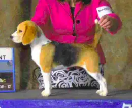 GCH Just-Wright Dirty Martini