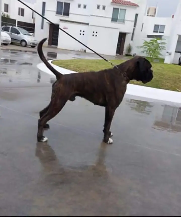 Dylan del Reino de Camelot