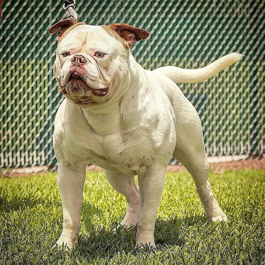 Kadafi of Griffin American Bulldogs