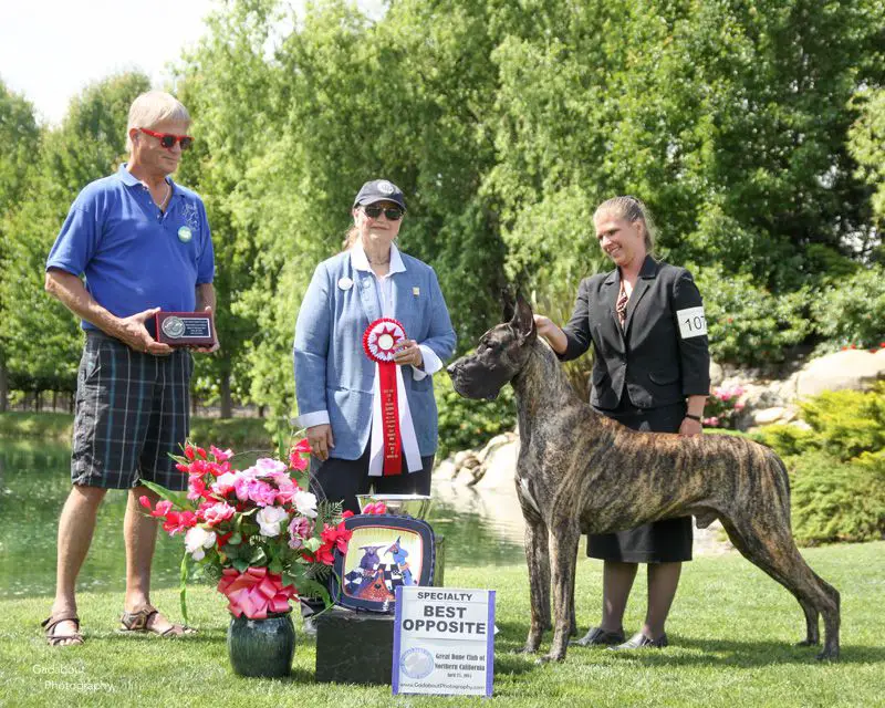 BISS GCh. Am. Adelaide's Gridiron Sweetness