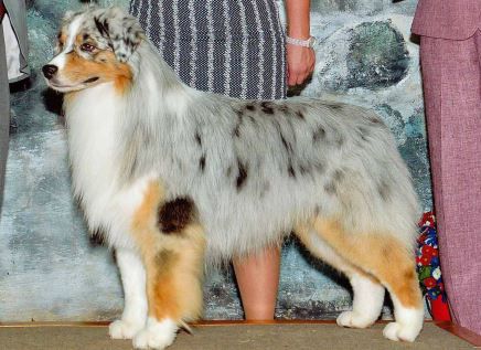 AKC GCh./HOF ASCA Ch. Bayouland's Titan of Eaglecrest