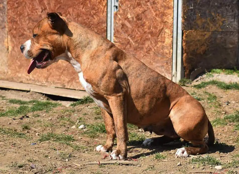 Norton's Warriors Carinthian Girl