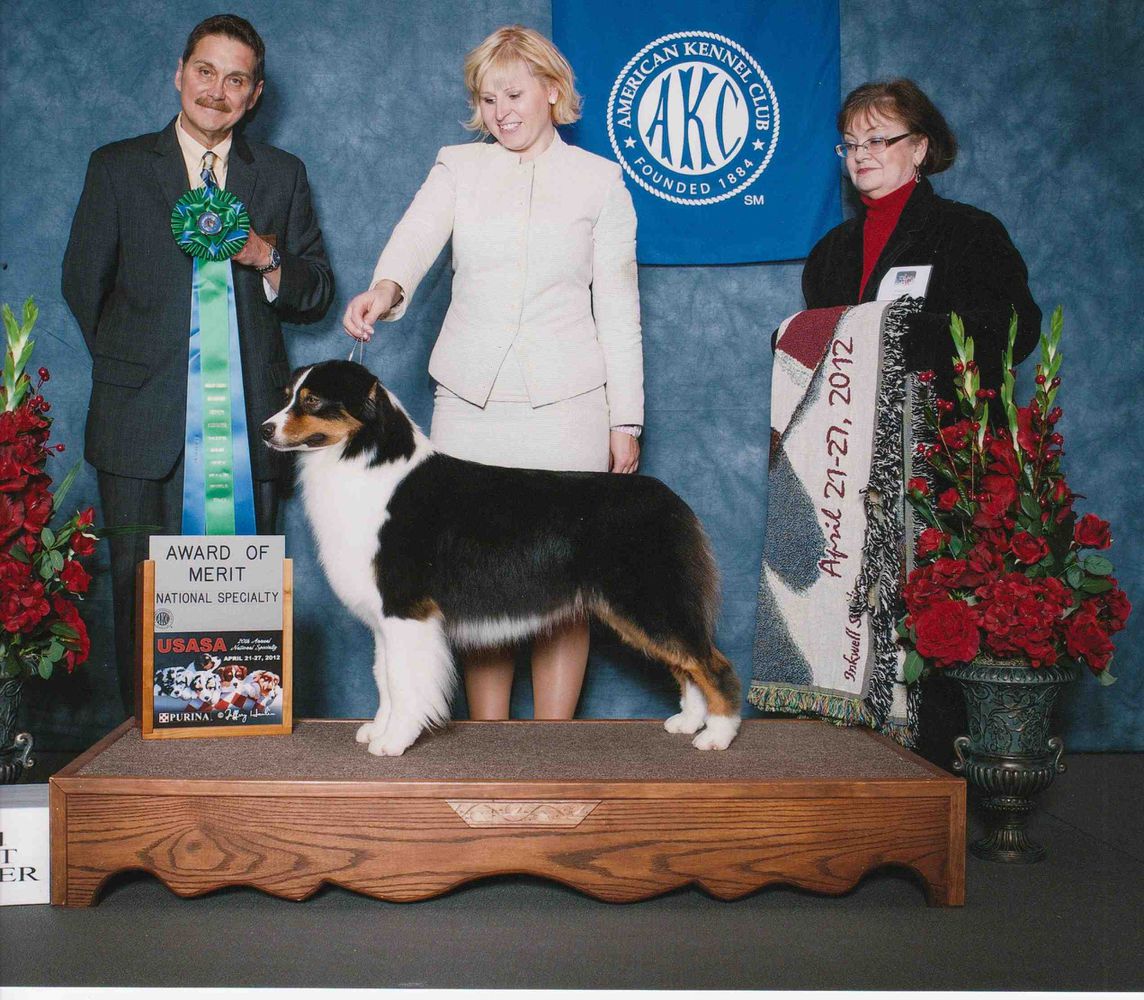 MBIS MBISS MRBIS AKC Gold GCH/ASCA CH Woodstock's Belle Starr