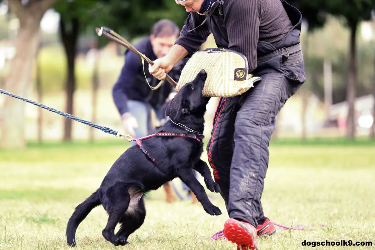 Rebecca European K9 training base