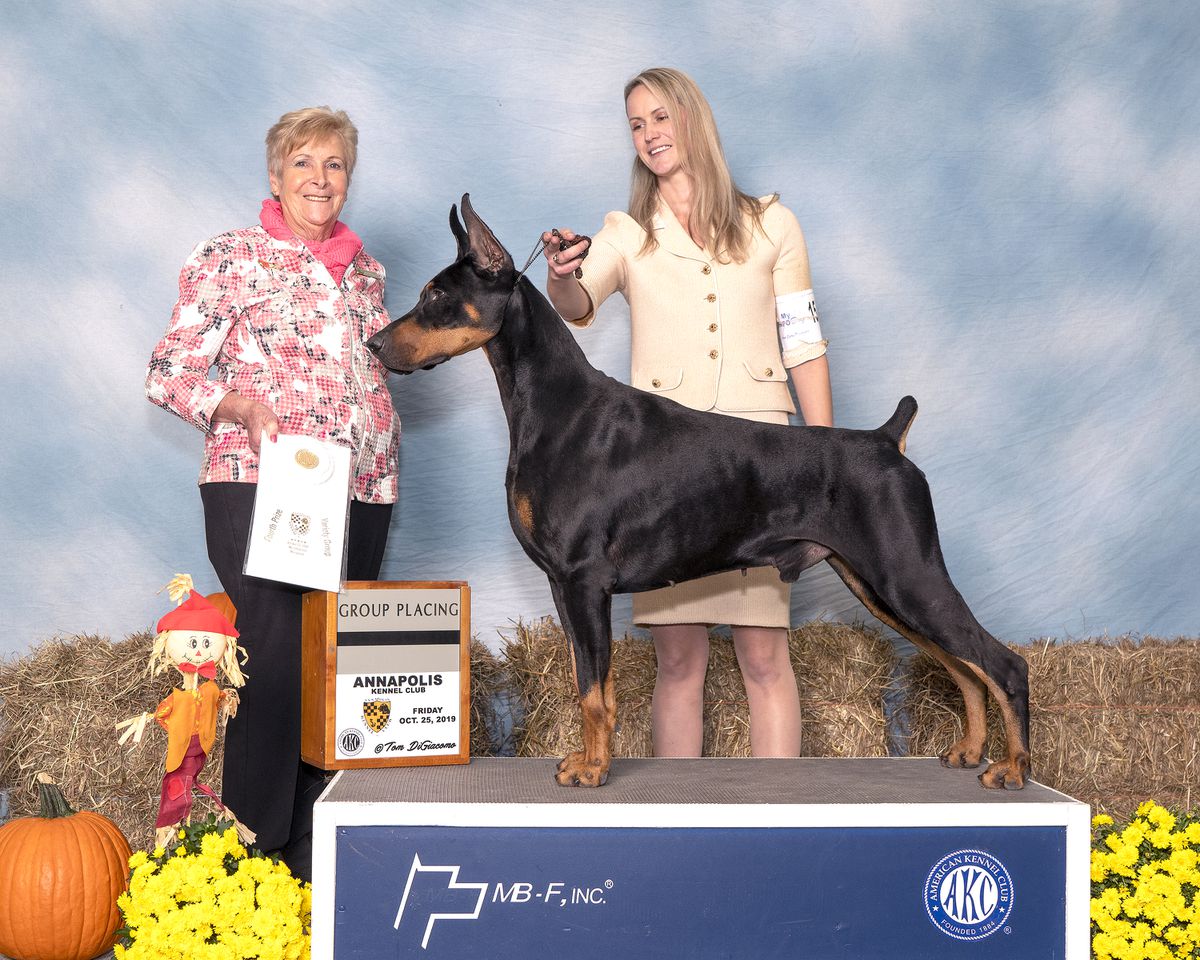AKC MBISS GCH Gold/MBISS Can CH Sherwood's Saratoga Sensation
