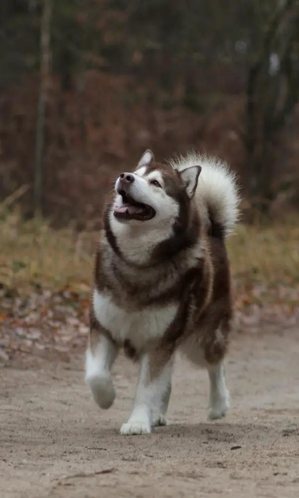 CH.PL.,CH.LT.,GRAND CH.PL MAZURSTAR GENIUS MASTERMIND