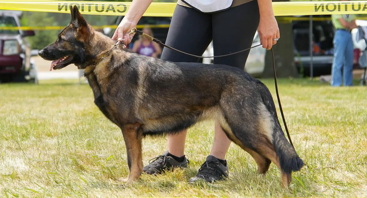 SG UKC Ruby GrCH, 2023 UKC Top Ten Best of Breed Sky Wachterin Von Weaver