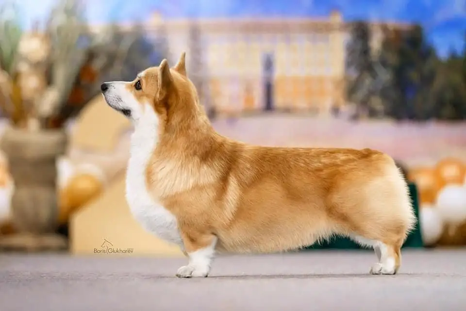 JCHRus,ChBel,CHRus Gift Elves Vladimir