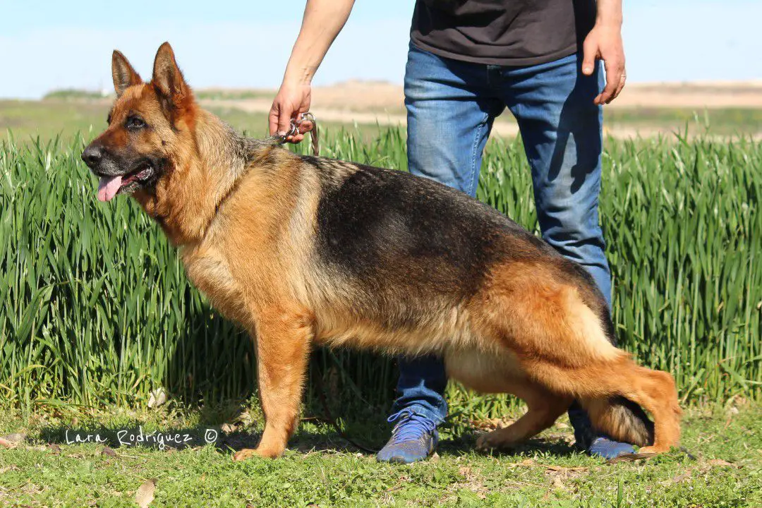 Zofia Von Robert Cop