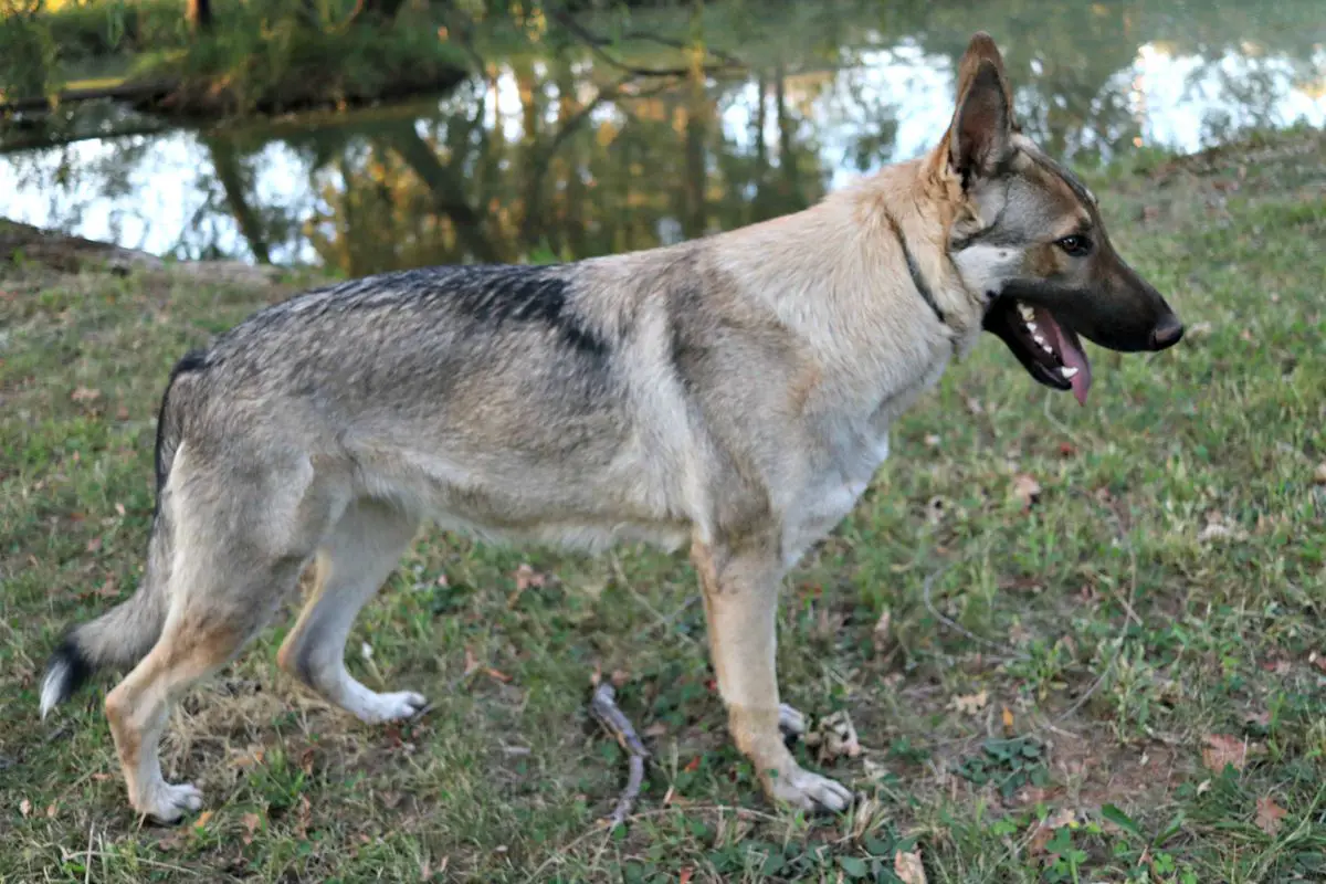 Sprague's Legacy of Rose