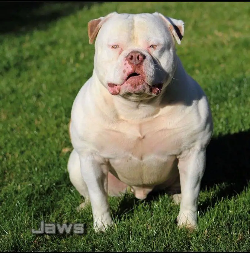 Guero Evolution's Jaws