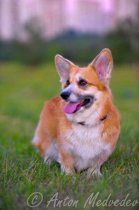 Podarok El’fov Businka Yantarnaya