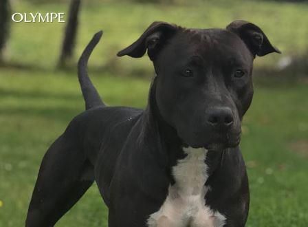 Nolyme Gardien du Temple d'Isis