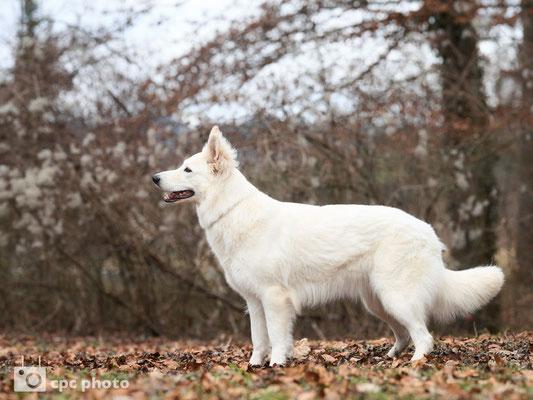 Swiss Champion Hotah Lakota Arya Tala