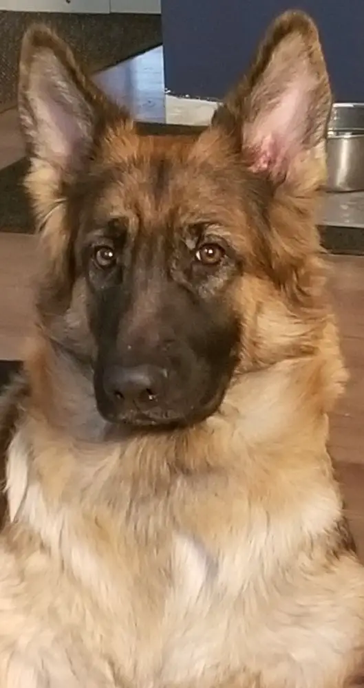 CALICO'S ATHENA VOM LIEB