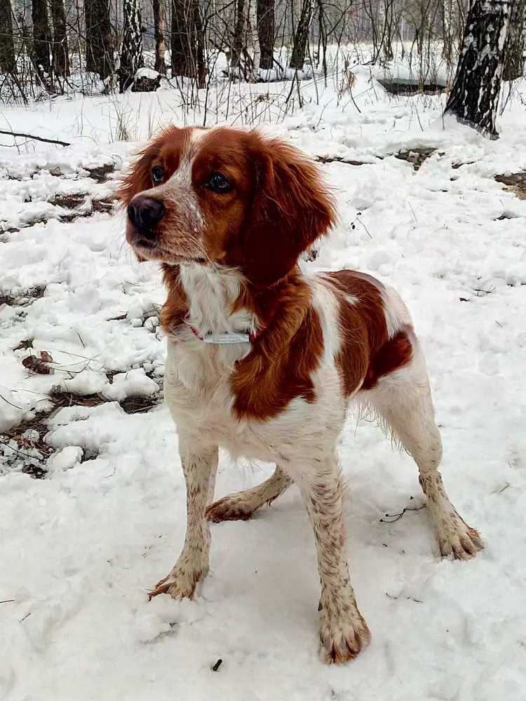 JCH RUS, CH RKF Polya Rossii BRID LE BEN