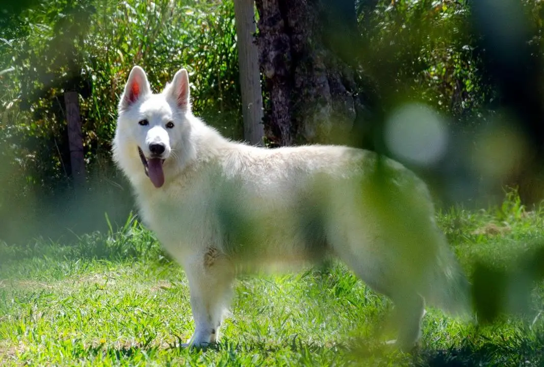 Legolas Greenleaf Mountain Wolves